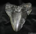 Giant / Inch Megalodon Tooth #706-1